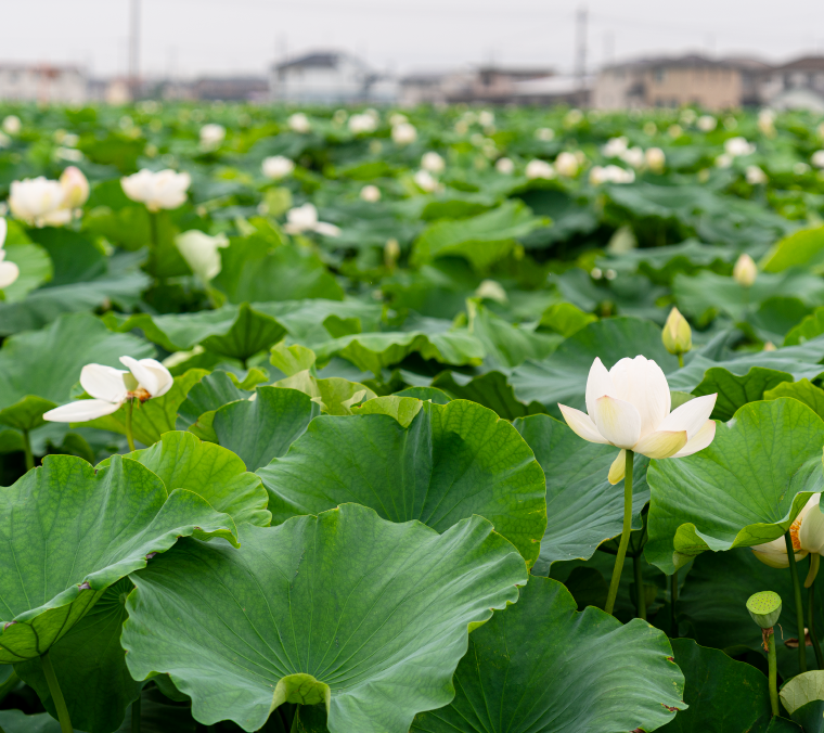 浜田農産のご紹介2